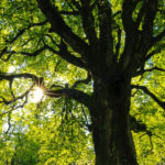 Can Trees Teach Us About Ethical Behavior?