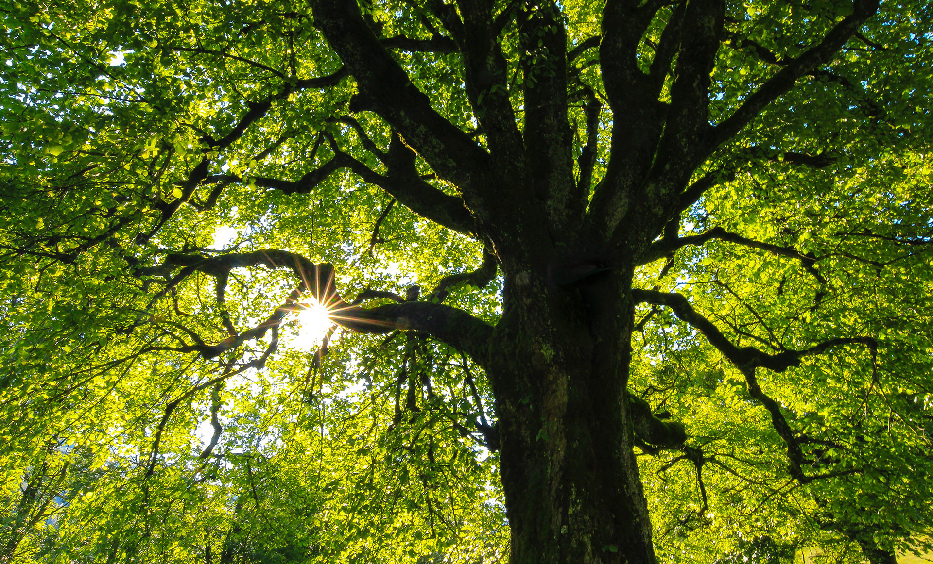 Can Trees Teach Us About Ethical Behavior?